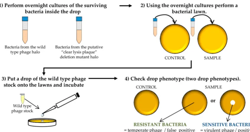 Figure 4. Steps performed to determine the virulent phenotype of the putative “clear lysis plaque”phage deletion mutants