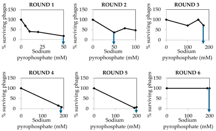 Figure 6. Example of phage lysis plaque phenotypes observed in (A) wild type phiH5 and (B) phiH5collected after sodium pyrophosphate treatment onto S