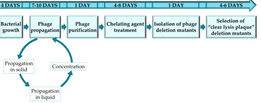 Figure 1. Experimental design to complete every stage of the protocol for obtaining and selecting “clearlysis plaque” phage deletion mutants.