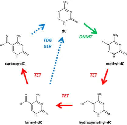 Figure 1.Figure 1. Cytosine modifications. Deoxycytidine (dC) is modified by DNA methyltransferases (DNMT) and ten-eleven translocation (TET) proteins