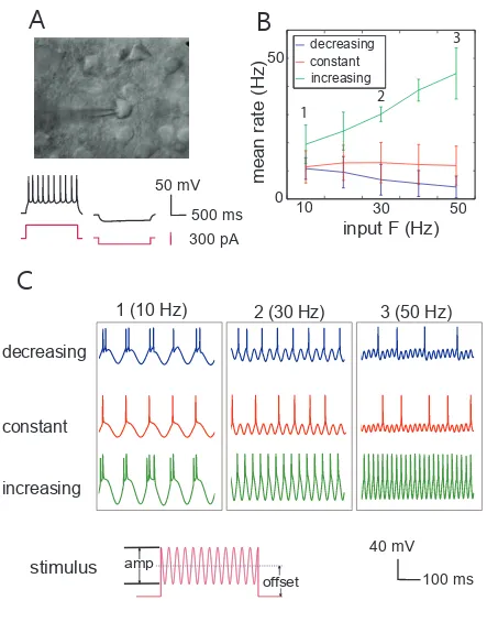 Fig. 3.1: Experimental result. (A) Infrared differential interference contrast photograph of a whole-cell patch-clamp recording from a regular-spiking pyramidal neuron: stimulation and recording are carried out through the pipette on the soma