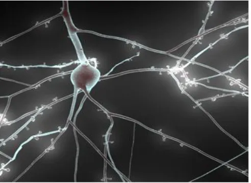 Figure 2 RTNeuron visualization of a neuron 