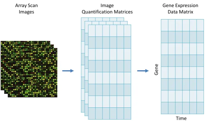 Figure 1.7: Scanned images are read using Imagene to produce text ﬁles with details ofsignal intensity and other statistics for each gene in the image ﬁle