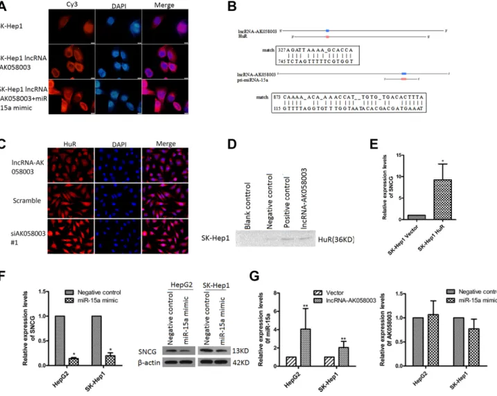 Figure 6: LncRNA-AK058003 binding with HuR or acts as a precursor of miR-15a to regulate SNCG expression