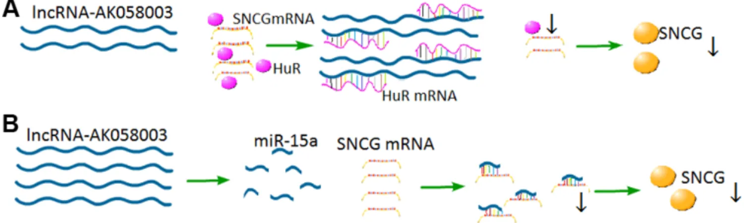 Figure 7: Proposed model for the regulation mechanism lncRNA-AK058003 in HCC cells.  (A) LncRNA-AK058003 shares  response elements with HuR.Up-regulated lncRNA-AK058003 acts as a decoy target HuR, leading to decreased expression of HuR and  SNCG