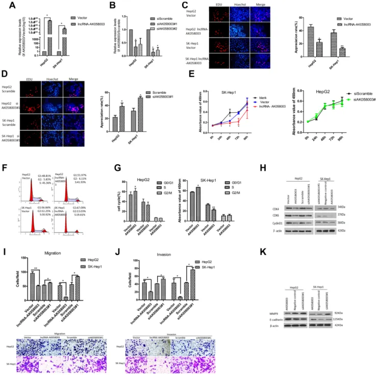 Figure 2: LncRNA-AK058003 inhibited cell proliferation,migration and invasion processes in vitro
