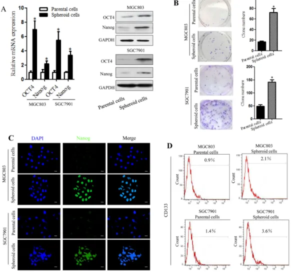 Figure 2: Spheroid cells derived from MGC803 and SGC7901cells have a high frequency of clone formation and  overexpress gastric CSC-related genes
