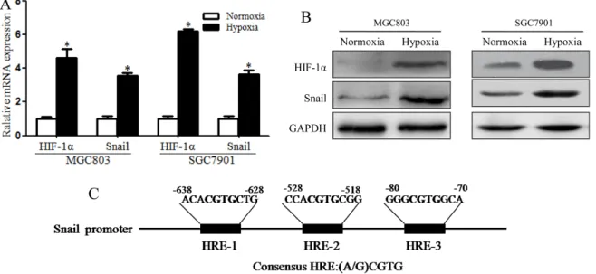 Figure  5:  Snail  expression  was  induced  by  HIF-1α  in  hypoxia-induced  MGC803  and  SGC7901  spheroid  cells