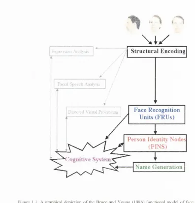 Figure 1.1, A graphical depiction o f the Bruce and Y oung (1986) functional m odel o f face recognition