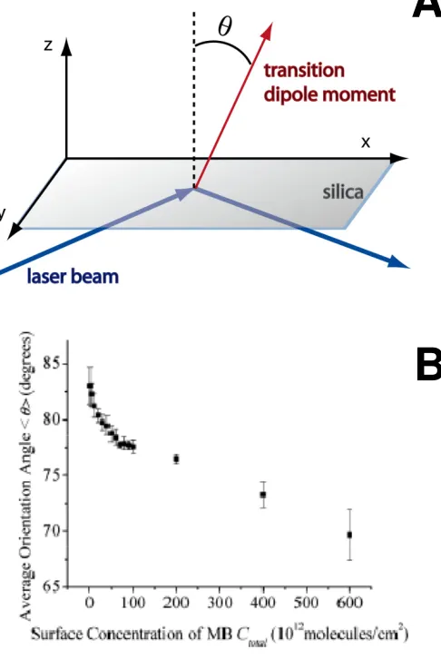 Figure 1.16: A) Molecular orientation of Methylene Blue at the prism surface. B) The 