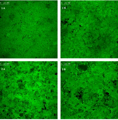 Fig 4. Maximum projection images of the film coat surface, providing a visual representation of surfacemorphology and film coat uniformity