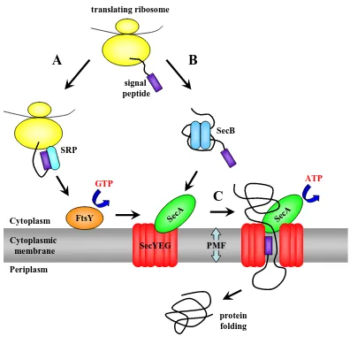 Figure 1.2 Protein translocation by the Sec pathway in bacteria. Newly synthesised proteins are