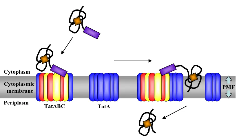Figure 1.7 Proposed mechanism of transport via the Tat pathway. The signal peptide of the folded