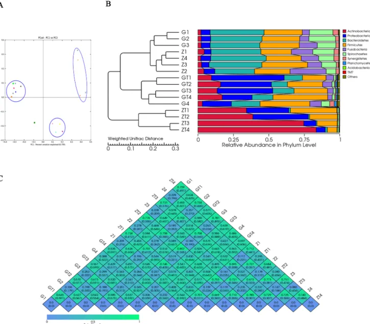 Figure 4: Beta-deversity analysis index.  A. showed Principal coordinate analysis (PCoA) scores plot based in weighted UniFrac  metrics