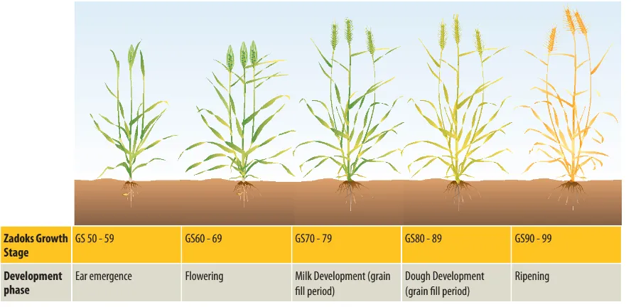 Figure 2.5 Second half of Zadoks cereal growth stages. Source: (Poole, 2005) 