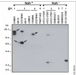 Fig. 4. Southern blot hybridization with the IS[5]. Arrows indicate those Ecodegrading (NahPseudomonas stutzeri (gv.)