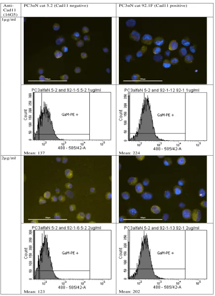 Figure 10: Flowcytometry results of Cad11 (16.a.c.5) testing with secondary antibody (GaM-PE)