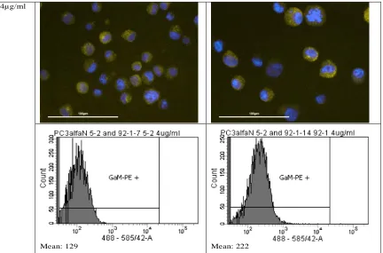 Figure 11: Testing of the commercial Cadherin 11 clone. Tested on cell lines with high (PC3αNcat92.1F) and low (PC3αNcat5.2) Cad11 expression