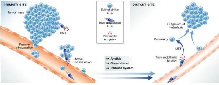 Figure 1: The process of EMT visualised [7]. Both epithelial and mesenchymal cells can leave the primary tumour site and travel to a distant site