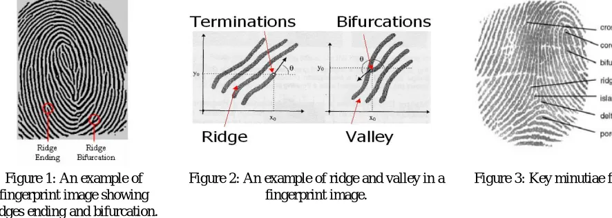 Figure 1: An example of  fingerprint image showing 