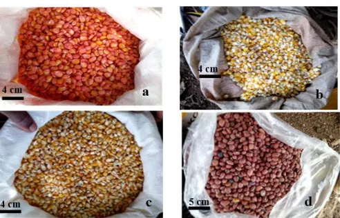 Fig.2: Morphological aspect of maize and cowpea grain seeds (a: Komsaya maize variety, b: Maize local variety, c: EV87 maize seed, d: cowpea seed) 