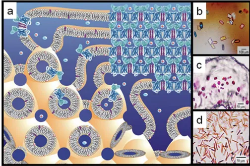 Figure 2. In meso crystallization model and crystals(a) Schematic representation of the events proposed to take place during the crystallization