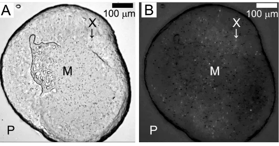 Figure 4.Micro-crystals of OprB growing at 20 °C in the lipidic cubic mesophase formed using