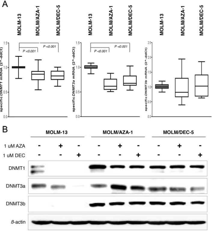 Figure 6: Expression of DNMT family proteins.  a. mRNA expression of the DNMT1, DNMT3a, and DNMT3b genes using real- real-time quantitative polymerase chain reaction assay