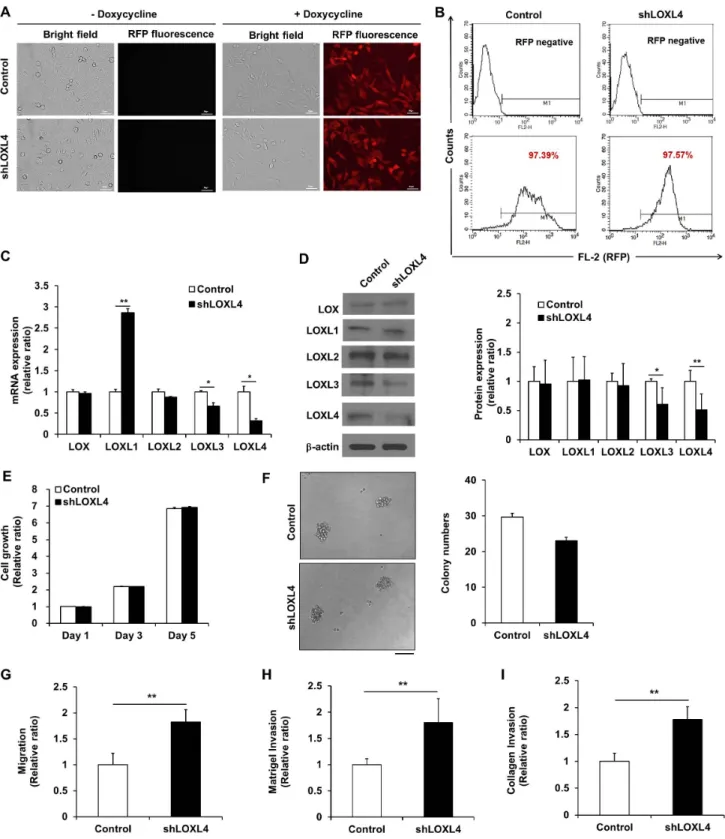 Figure 2: Establishment and characterization of LOXL4 knockdown MDA-MB-231 cells.   A