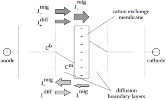 Figure 2.2: Schematic representation of ion concentration polarisation over a cation exchange mem-brane, with the conduct of the concentration proﬁle in the boundary layer [2].