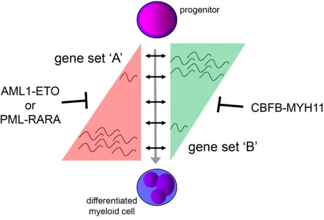 Figure 6: Proposed mechanism for expression deregulation by AML1-ETO, CBFB-MYH11 and PML-RARA