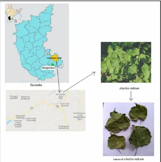 Figure 1: Location and collection of A. indicum plants.