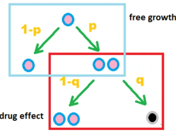 Figure 7: Branching Process: free growth and drug effect