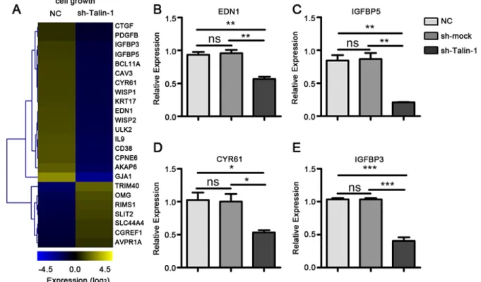 Figure 5: Talin-1 regulates cell adhesion in HCC.  (A) The heat map of genes changed by two fold or more in cell adhesion after  Talin-1 silencing in HCC