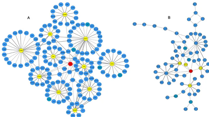 Figure  6:  Interaction  network  of  Talin-1  in  HCC.  (A) putative physical and regulatory interactions between Talin-1 and  candidate transcriptional regulators, and between the later and their target genes in HCC; (B) pathways regulated by Talin-1 and