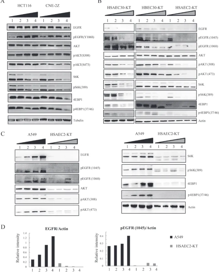 Figure 7: Cell density differentially affects the EGFR-Akt-mTOR pathway in cancer vs non-cancer cells