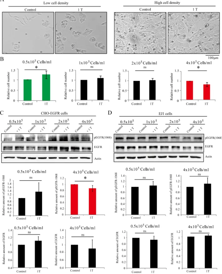 Figure 8: The EGFR expression influences SMF-induced cell proliferation effects.  CHO cells stably transfected with EGFR- EGFR-FLAG (CHO-EGFR cells) or EJ1 cells were plated at different cell densities one day ahead, and treated with 1 T SMF for 2 days bef