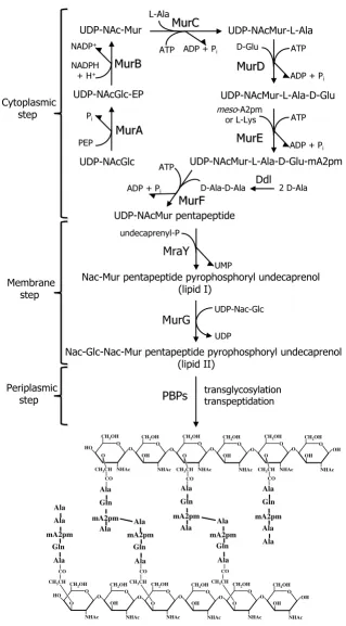Figure 1Schematic representation of the bacterial cell wall biosynthesis pathwaySchematic representation of the bacterial cell wall biosynthesis pathway