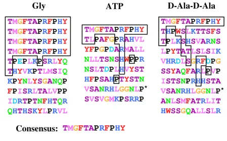 Table 1: Phage titers obtained after each round of bio-panning using MurF and the 12-mer library