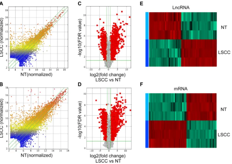 Figure 1: Expression profiles of lncRNAs and mRNAs in LSCCs compared with NT samples.  (A and B) Scatter-plot of  variation in expression of lncRNAs and mRNAs between early stage LSCC tissues and NT samples
