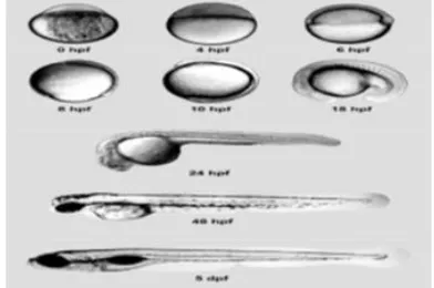Figure 3: Normal embryonic development  