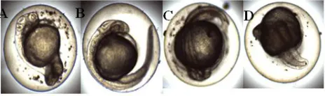 Figure 5: A: Growth retard, malformation of head and edema formation, B: Yolk sac edema, lack of eye and malformation of tail, C: Growth retard, lack of tail, eye, head and modification of cord  