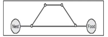Figure 1:  Ants take the shortest path after initial search 