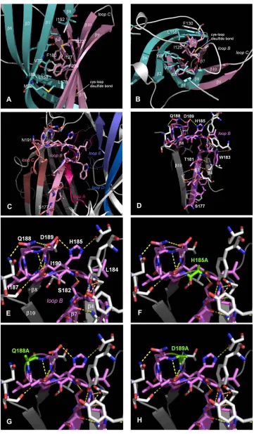 FIGURE 5Models of the loop B re-gion of the 5-HT3 receptor. Side (A) andtop (B) views of the hydrophobic core ofthe b-sandwich around Leu-178 and Phe-180
