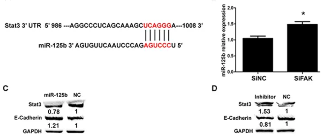Figure 5: miR-125b promoted E-cadherin expression.  (A) The duplex between miR-125b and mouse stat3 3′ UTR predicted by  mirbase (http://www.mirbase.org)