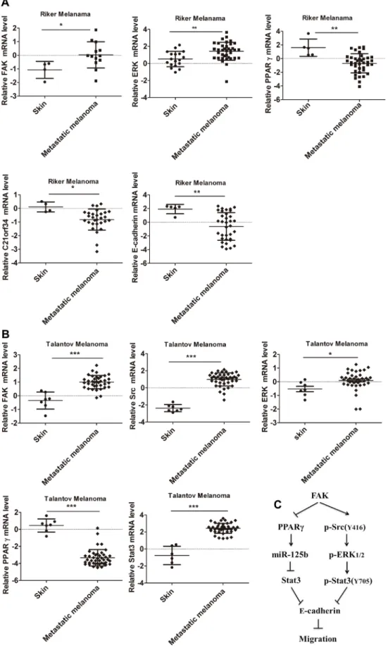 Figure 8: The mRNA levels of  FAK, Src, ERK 1/2 , PPARγ, C21orf34, Stat3 and E-cadherin in human melanoma were  obtained  from Oncomine database 