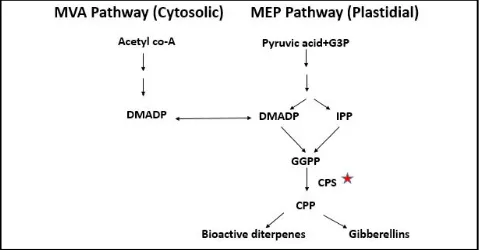 Figure 1: Biosynthetic MEP and MVA pathway showing CPS enzymefor the biosynthesis of diterpenoids.