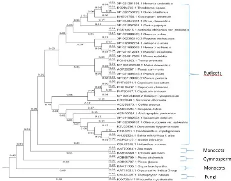 Figure 16: Ramachandran Plot of ApCPS 3D structure. The mostfavoured regions are represented in red color; additionalallowed regions in yellow color.