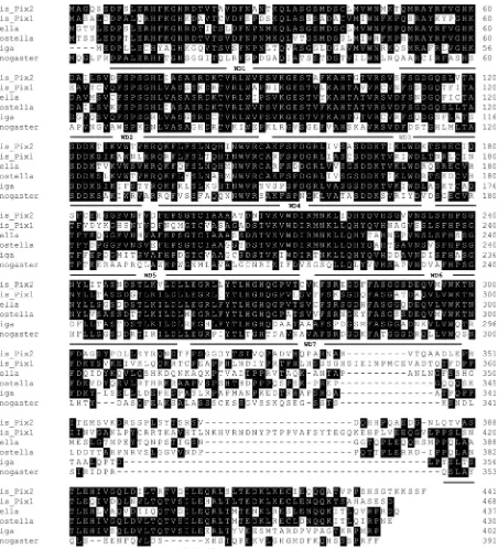 Figure 3. Sequence alignments of Pix proteins from representatives of major animal groups compared by ClustalW