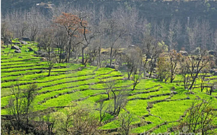 Figure 2: Farm in Kangra District during Kharif  season. Note the many visible tree species
